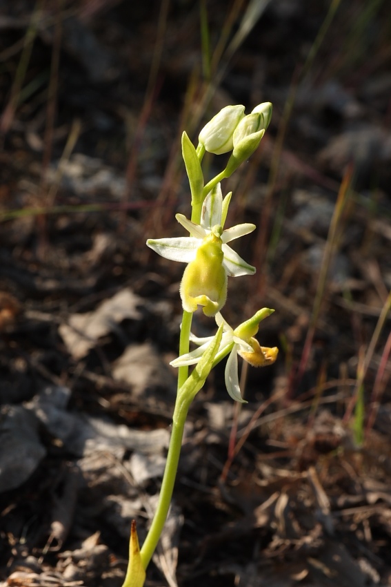 Ophrys bertolonii gialla!